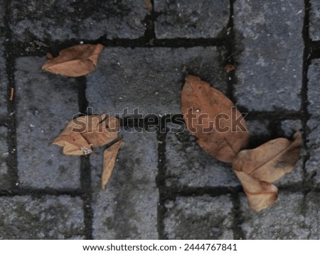 Fallen Leave on the concrete brick