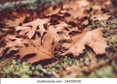 Fallen Leaves