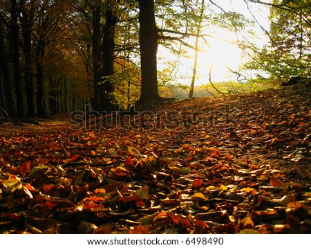 Similar – Image, Stock Photo flurry of leaves Nature