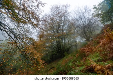 Fallen leaves add color to autumn in the forest. Otzarreta Forest, Gorbea Natural Park, Bizkaia, Spain