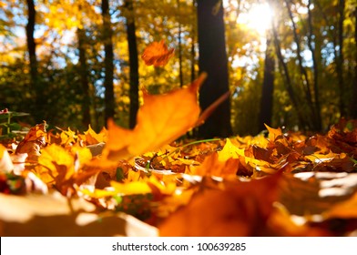 fallen leaves in autumn forest at sunny weather - Powered by Shutterstock