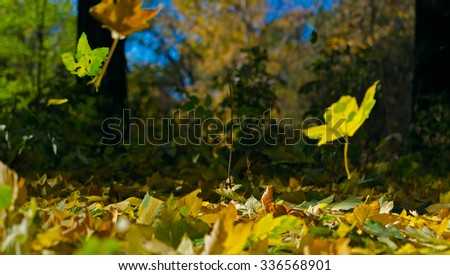 Similar – Foto Bild Herbstlicher Park Natur