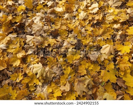 Fallen leaves. Background of fallen autumn leaves. Yellow autumn leaves