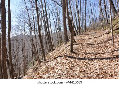 Fallen Leaves Carpet A Path Through Barren Tree Trunks On A Hiking Trail Near Bear Mountain, Connecticut