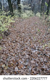 Fallen Leaves Covered The Path In The Forest. Late Fall.