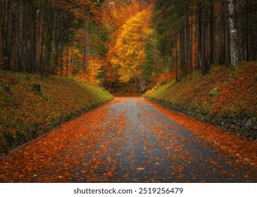 Fallen leaves covering a road in beautiful forest in golden autumn. Empty mountain road, trees with red and orange foliage in rain. Colorful landscape with wet road in woods in fall. Travel. Road trip - Powered by Shutterstock