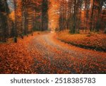 Fallen leaves covering a winding cobblestone road in forest in golden autumn. Empty mountain road, trees with red and orange foliage in rain. Colorful landscape with wet road in woods in fall