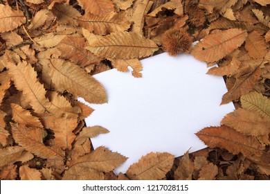 Fallen leaves with empty space for text
