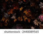 Fallen leaves in the forest. Autumn background. Cape Split, Nova Scotia, Canada