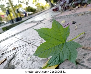 Fallen Leaves In The Gentle Breeze