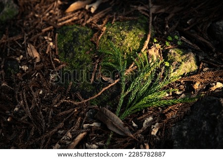 Similar – Image, Stock Photo Reminds me of Japan