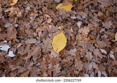 Fallen Leaves Natural Background. Late Fall.