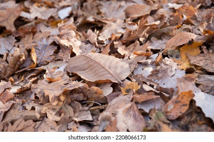 Fallen Leaves Natural Background. Late Fall.