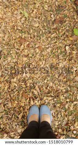 Similar – brown Autumn Cold Leaf Dry