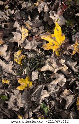 Fallen leaves on the ground with yellow leaves highlighted against the brown leaves.
