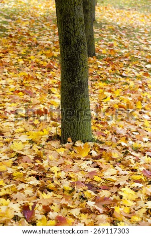 Similar – Gelber Herbst Baum Blatt