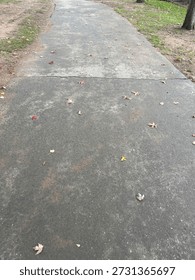 Fallen leaves of a paved pathway.