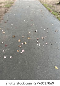 Fallen leaves of a paved pathway.