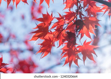 Fallen Leaves Rising Sun Stock Photo (Edit Now) 1240320664