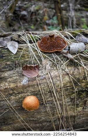 Fallen leaves, straw and lamellar texture of Pholiota populnea mushroom on an old log