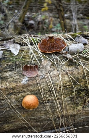 Fallen leaves, straw and lamellar texture of Pholiota  mushroom on an old log
