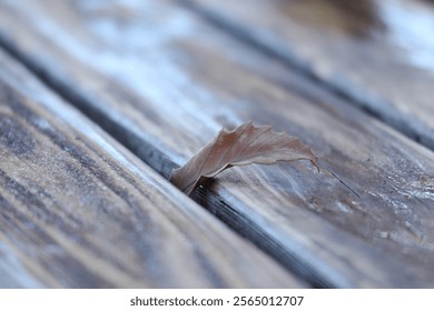 Fallen leaves stuck between the wooden benches - Powered by Shutterstock