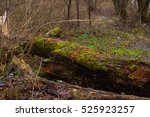 fallen log
