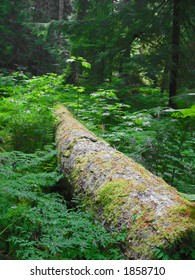 Fallen Log