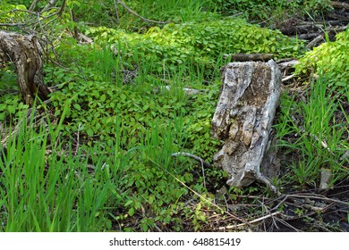 Fallen log landscape