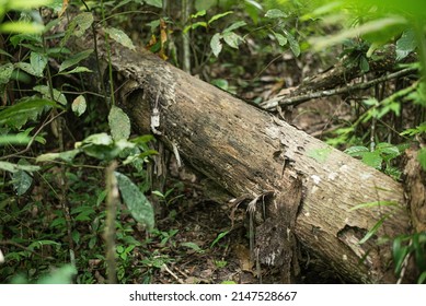 Fallen Log On The Rainforest Floor, Indonesia