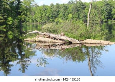 fallen log in river in spring