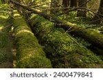 Fallen logs covered with moss and flowers