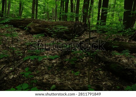 Fallen logs covered in moss lie on a forest floor littered with dead leaves and surrounded by lush green foliage