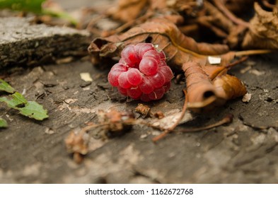 fallen and lost raspberry
