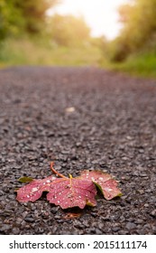 Fallen maple leaf on a dark ground with water droplets. Fall or autumn season concept. Nature background
