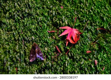 Fallen Maple Leaf on a Moss-Covered Surface in Autumn
