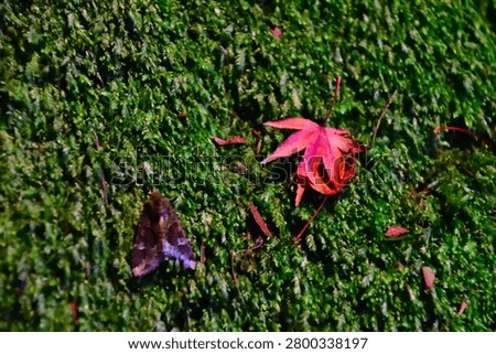 Fallen Maple Leaf on a Moss-Covered Surface in Autumn