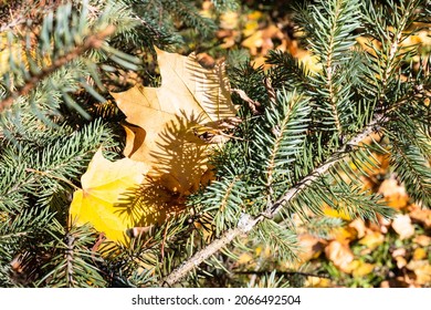 Fallen Maple Leaves Between Needles Of Spruce Branch Close Up On Sunny Autumn Day