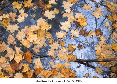 Fallen Maple Leaves In Oily Water. Top Down View.