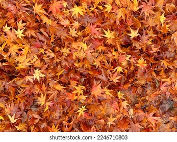 Fallen maple leaves on the ground for background ideas