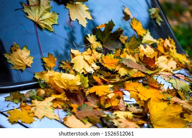 Fallen Maple Leaves On Old Silver Car Bonnet - Close Up Autumn Background With Selective Focus