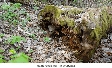 Fallen moss-covered log amidst a lush forest floor in a serene woodland setting. - Powered by Shutterstock