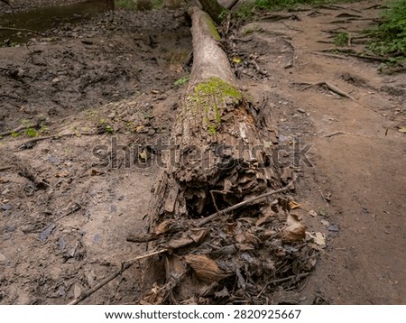 Fallen mossy tree log blocking a dirt path along a hiking trail in the forest at Starved Rock State Park