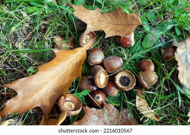 Fallen Northern Red Oak Leaves And Acorns