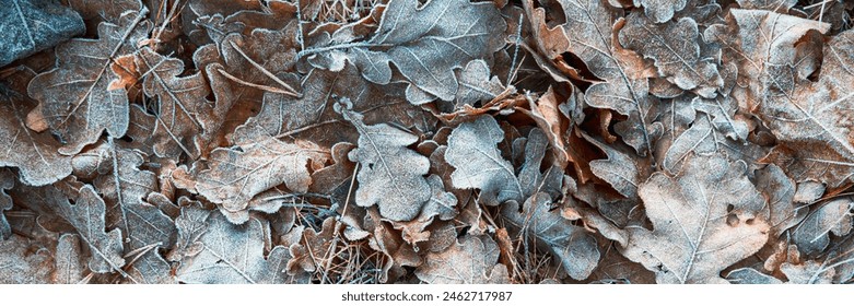 Fallen oak leaves covered with hoarfrost during frosts. Beautiful natural background with hoar frost on foliage. Ground texture with frozen plants. Rime ice. Cold winter weather in the oak forest park - Powered by Shutterstock