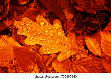 Fallen oak leaves with dew. Autumn oak leaves.water drops on fall oak leaves closeup. Dry Autumn Oak Leaf Covered by Water Drops of Rain on Ground. Close-up Photo. - Powered by Shutterstock