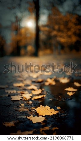 Similar – Autumn leaves Nature Leaf