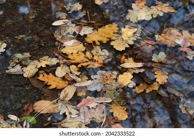 Fallen oak leaves in Livadia park. Crimea. Yalta. Yellow leaves are clearly visible through the water in the puddle. Yellow leaves are reflected in the water.