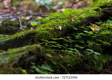 Fallen old tree covered with moss and grass in the forest.