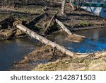 fallen old trees in the river